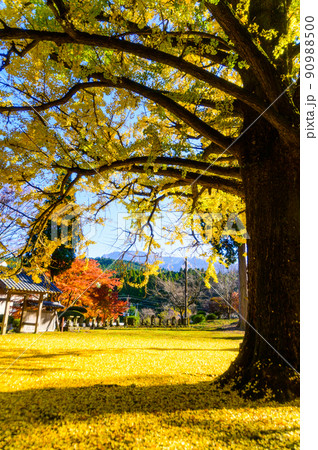 阿蘇山西巌殿寺「秋晴れ光芒と大イチョウ紅葉・落葉・境内風景」(観光地)阿蘇市黒川 90988500