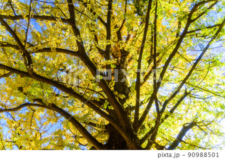 阿蘇山西巌殿寺「秋晴れ光芒と大イチョウ紅葉風景」(観光地)阿蘇市黒川 90988501