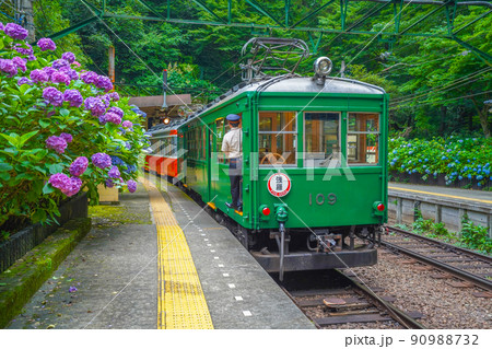 あじさい咲く　箱根登山鉄道 90988732
