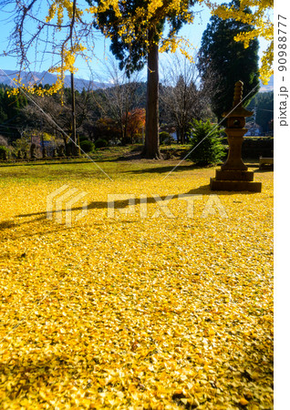 阿蘇山西巌殿寺「秋晴れ光芒を浴びる大イチョウの落葉紅葉景色」(観光地)阿蘇市黒川 90988777