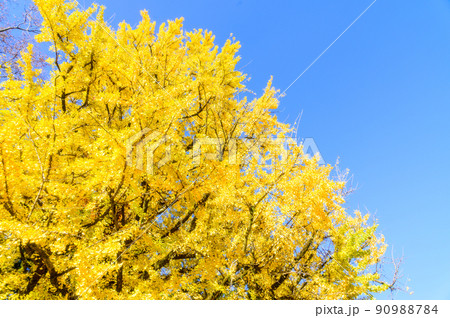 阿蘇山西巌殿寺「秋晴れ光芒を浴びる大イチョウ紅葉景色」(観光地)阿蘇市黒川 90988784