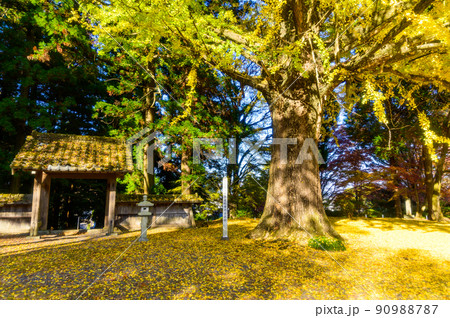 阿蘇山西巌殿寺「秋晴れ光芒を浴びる大イチョウ・落葉紅葉景色」(観光地)阿蘇市黒川 90988787