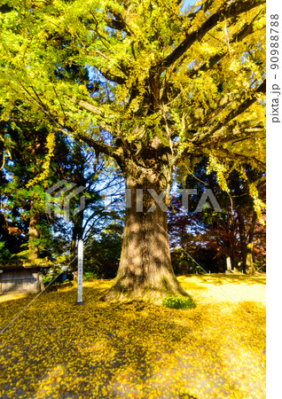 阿蘇山西巌殿寺「秋晴れ光芒を浴びる大イチョウ・落葉紅葉景色」(観光地)阿蘇市黒川 90988788