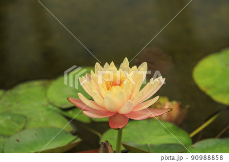 松阪農業公園　ベルファーム　満開のあじさいと初夏の花々 90988858