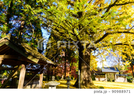阿蘇山西巌殿寺「秋晴れ光芒・境内の紅葉景色・大イチョウ紅葉」(観光地)阿蘇市黒川 90988971