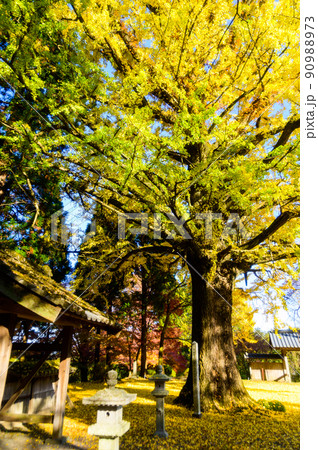 阿蘇山西巌殿寺「秋晴れ光芒・境内の紅葉景色・大イチョウ紅葉」(観光地)阿蘇市黒川 90988973