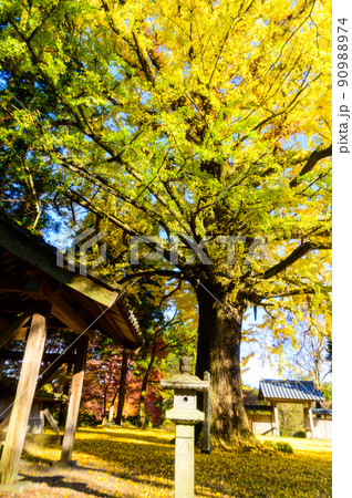 阿蘇山西巌殿寺「秋晴れ光芒・境内の紅葉景色・大イチョウ紅葉」(観光地)阿蘇市黒川 90988974