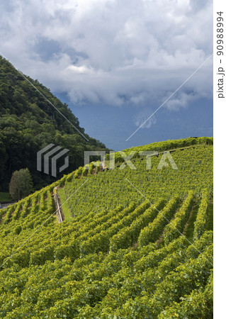 Vineyards near Aigle in canton Vaud, Switzerland 90988994