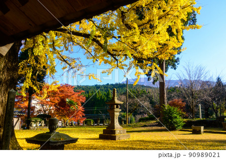 阿蘇山西巌殿寺「秋晴れ・境内の紅葉景色・大イチョウ紅葉」(観光地)阿蘇市黒川 阿蘇山西巌殿寺「秋晴れ・境内の紅葉景色・大イチョウ紅葉」(観光地)阿蘇市黒川 90989021