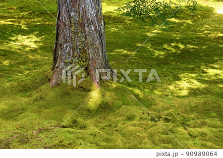 苔と木漏れ日 京都 苔と木漏れ日 京都 90989064