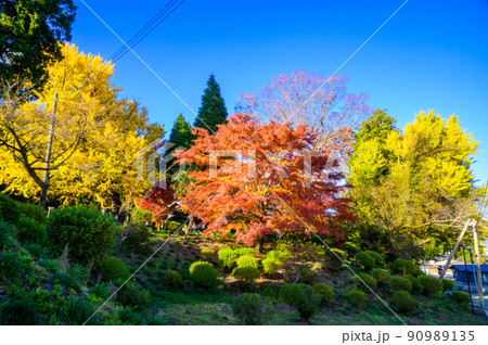阿蘇山西巌殿寺「秋晴れ・紅葉景色・イチョウとモミジ紅葉」(観光地)阿蘇市黒川 90989135