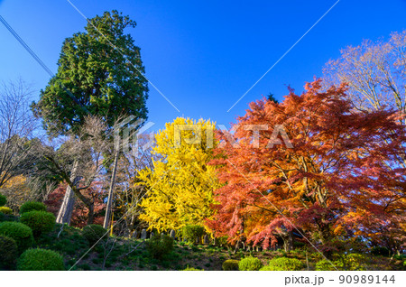 阿蘇山西巌殿寺「秋晴れ・紅葉景色・イチョウとモミジ紅葉」(観光地)阿蘇市黒川 90989144