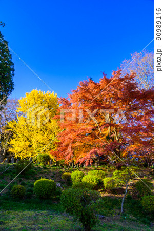 阿蘇山西巌殿寺「秋晴れ・紅葉景色・イチョウとモミジ紅葉」(観光地)阿蘇市黒川 90989146