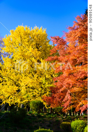 阿蘇山西巌殿寺「秋晴れ・紅葉景色・イチョウとモミジ紅葉」(観光地)阿蘇市黒川 90989148
