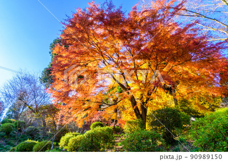 阿蘇山西巌殿寺「秋晴れ・紅葉景色・イチョウとモミジ紅葉」(観光地)阿蘇市黒川 90989150
