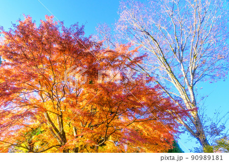 阿蘇山西巌殿寺「秋晴れ・紅葉景色・モミジ紅葉」(観光地)阿蘇市黒川 90989181
