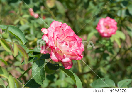 花 フラワー お花 90989704