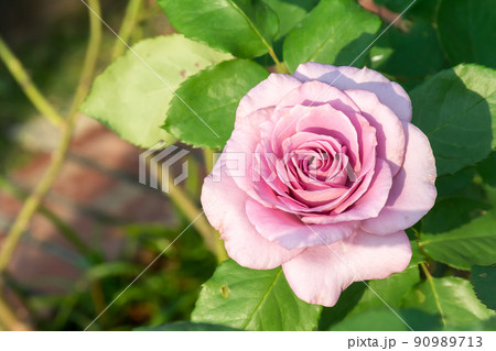 花 フラワー お花 90989713