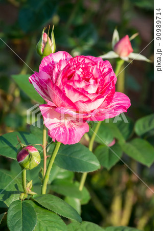 花 フラワー お花 90989714