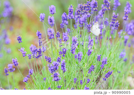 濃い紫色のラベンダー畑、ラベンダーとモンシロチョウ 90990005