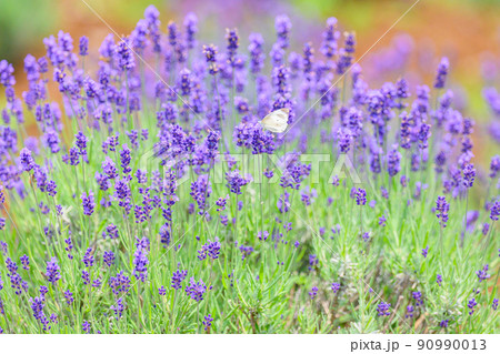 濃い紫色のラベンダー畑、ラベンダーとモンシロチョウ 90990013