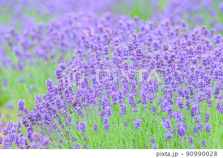 濃い紫色のラベンダー畑、ラベンダーとモンシロチョウ 濃い紫色のラベンダー畑、ラベンダーとモンシロチョウ 90990028