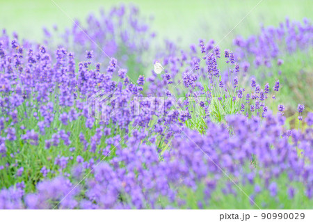濃い紫色のラベンダー畑、ラベンダーとモンシロチョウ 90990029