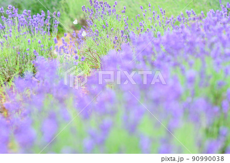 濃い紫色のラベンダー畑、ラベンダーとモンシロチョウ 濃い紫色のラベンダー畑、ラベンダーとモンシロチョウ 90990038
