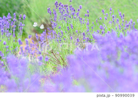 濃い紫色のラベンダー畑、ラベンダーとモンシロチョウ 90990039
