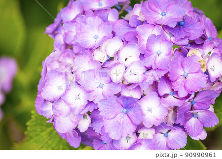 紫陽花　水無月イメージ　アジサイの花　6月の花　イメージ素材 90990961