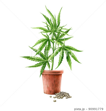 Cannabis sativa herb growing in the flower pot with seeds. Watercolor illustration. Hemp medical herb watercolor element. Growing cannabis sativa plant in the ceramic pot. White background 90991779