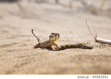 portrait of desert lizard secret toadhead agama near its burrow portrait of desert lizard secret toadhead agama near its burrow 90992691