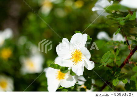 Meadow with many spring flowers on a sunny day. Flowers in bright sunlight. Meadow with many spring flowers on a sunny day. Flowers in bright sunlight. 90993507