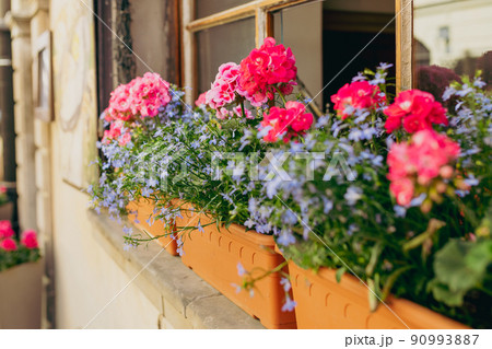 Salmon pink pelargonium flowers with Linum perenne flowers closeup. Window with flower pots. Old Town, summer time 90993887