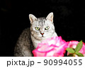 サバトラ、14歳、記念撮影風。猫イメージ素材。黒背景 90994055