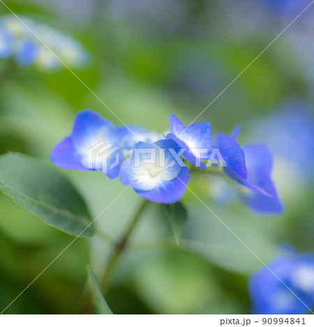 埼玉県嵐山町のあじさい寺の紫陽花 金泉寺 埼玉県嵐山町のあじさい寺の紫陽花 金泉寺 90994841