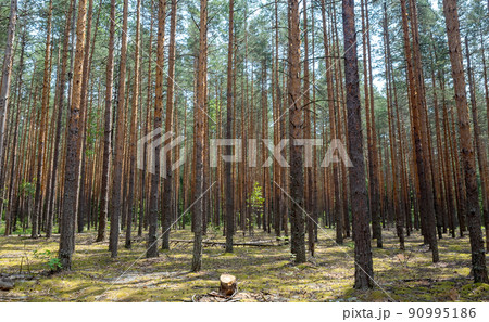 The stump of a freshly cut tree against the background of a dense pine forest. 90995186