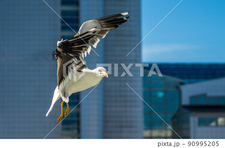 White sea gull in the background of a skyscraper. 90995205