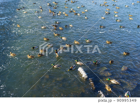 A flock of ducks on a pond on a clear frosty winter day. A flock of ducks on a pond on a clear frosty winter day. 90995349