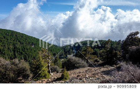 Lebanese cedars in a mountain forest in the central part of the island of Cyprus; 90995809