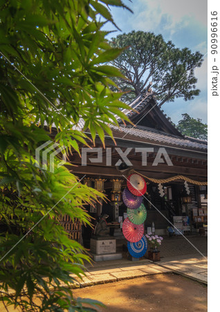 茨城県下妻市 あじさい咲き誇る初夏の大宝八幡宮 茨城県下妻市 あじさい咲き誇る初夏の大宝八幡宮 90996616