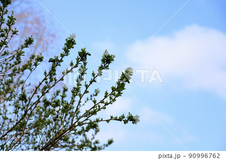 リキュウバイの花 リキュウバイの花 90996762