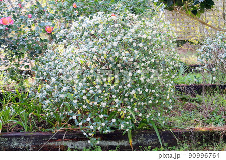 ジンチョウゲの花 ジンチョウゲの花 90996764