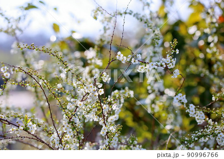 ユキヤナギの花 ユキヤナギの花 90996766