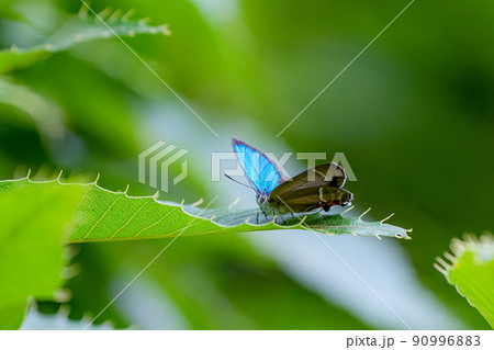 森の妖精ゼフィルス　ミドリシジミのオス 90996883