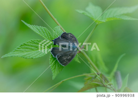 森の妖精ゼフィルス　ミドリシジミのメスO型 90996938