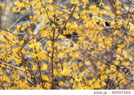 レンギョウの花 レンギョウの花 90997060