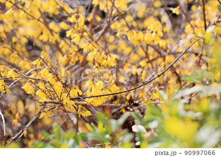 レンギョウの花 90997066