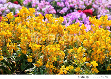 チェイランサスの花 チェイランサスの花 90997070
