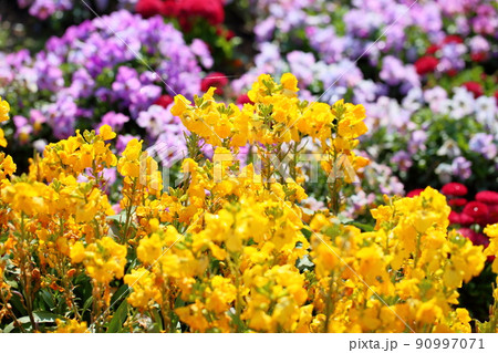 チェイランサスの花 90997071